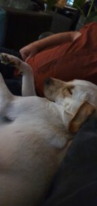 Niels namens hond Jutter