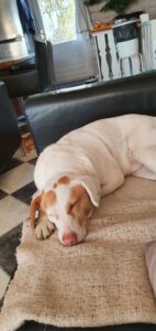 Zoe namens hond Bobo