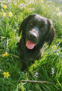 Danny namens hond Brutus