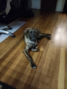 Bert namens hond Doenja