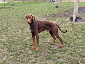 Martin namens hond Dobi