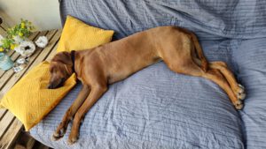 Winette namens hond Nouk