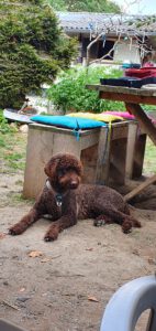 Mariska namens hond Pablo