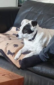 Charlie namens hond Ries