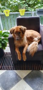 Ellen namens hond Taco