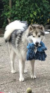 Melanie namens hond Teddy